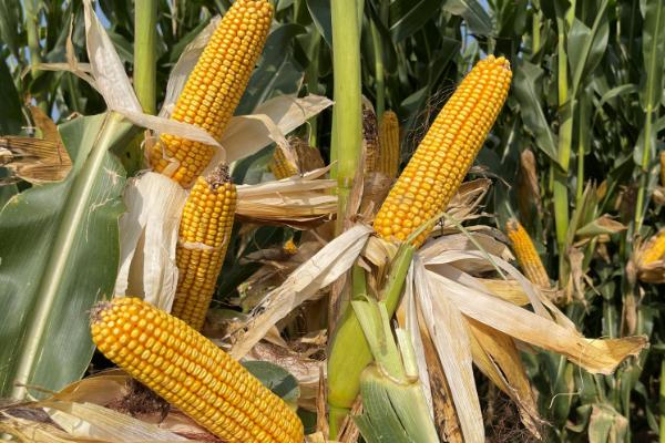 VK116玉米种子简介，4月下旬至5月上旬播种