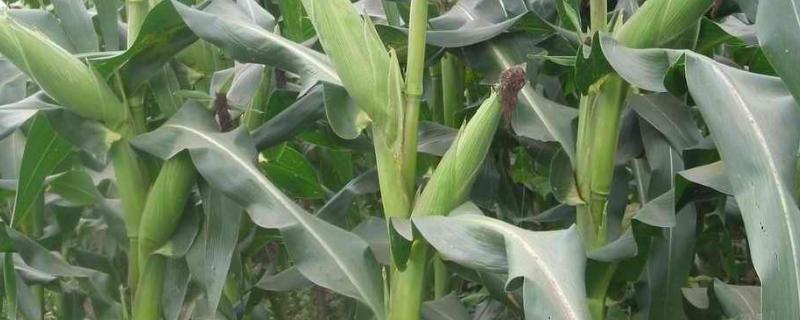 康贵999（区试名称：KN23094）玉米种子特点，注意防治常见病害