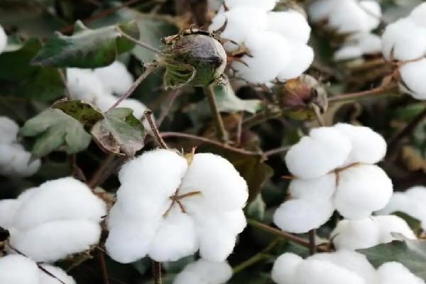 衡棉256棉花品种简介,全生育期123天左右