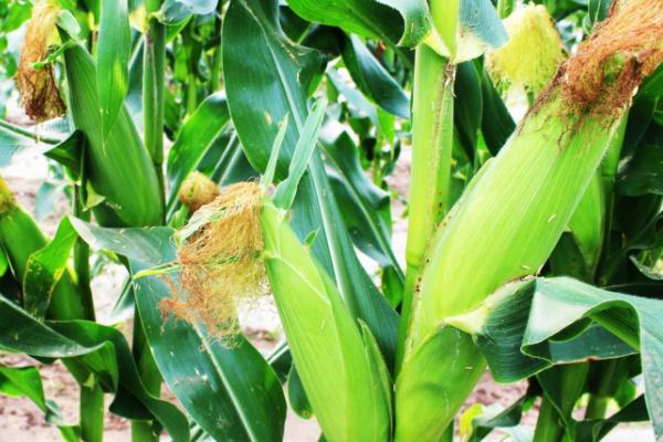 A1819玉米种子简介，中抗茎腐病