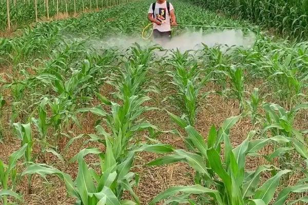 康贵999（区试名称：KN23094）玉米种子特点，注意防治常见病害