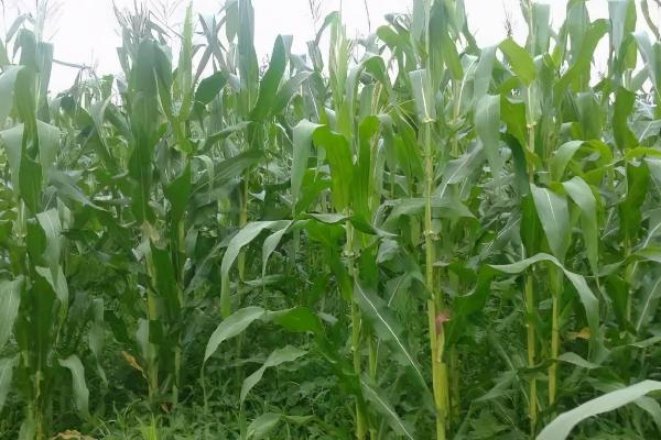 VK116玉米种子简介，4月下旬至5月上旬播种