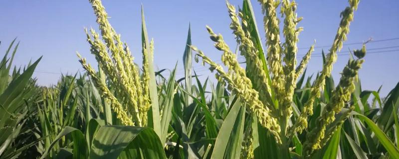 VK116玉米种子简介，4月下旬至5月上旬播种