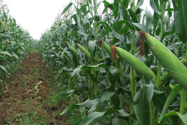 A1819玉米种子简介，中抗茎腐病