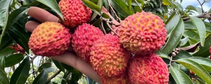 种植荔枝王如何防治病虫害，不同病害的防治方法不同