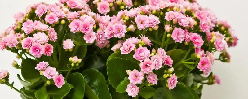 怎么让长寿花叶子碧绿，浇水时要确保浇足浇透