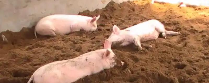 发酵床养猪有什么优点和缺点，可以减少污染改善环境但成本较高