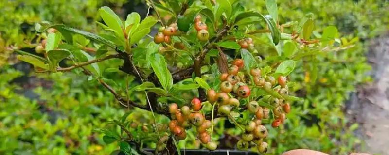 吉祥果盆景的养殖方法，将其放在向阳的环境中养护