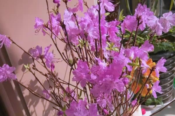 干枝杜鹃开完花后如何处理,无法继续开花可以选择丢弃
