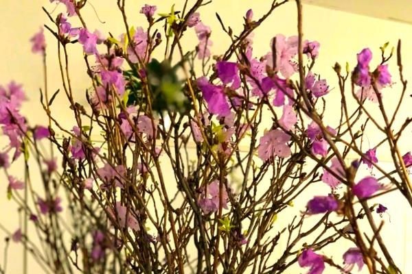 干枝杜鹃开完花后如何处理,无法继续开花可以选择丢弃