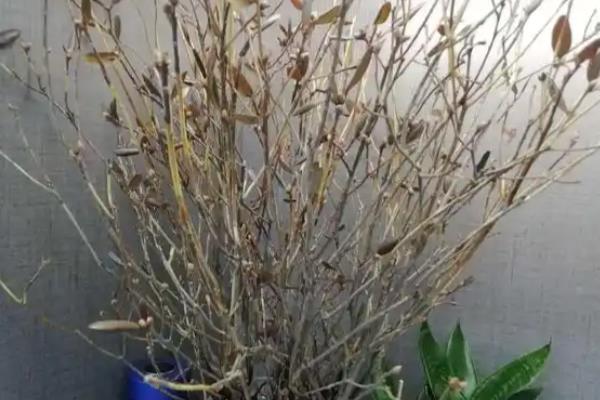 干枝杜鹃开完花后如何处理,无法继续开花可以选择丢弃