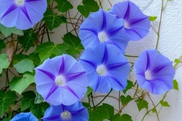 为什么牵牛花会变色,是一种基因导致细胞液泡酸碱度变化