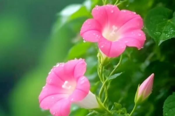 为什么牵牛花会变色,是一种基因导致细胞液泡酸碱度变化