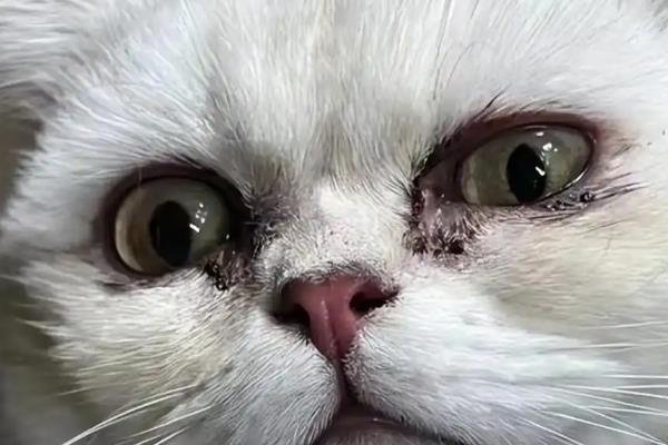 猫咪为什么有泪痕，可能是猫粮含盐量过多等因素所致