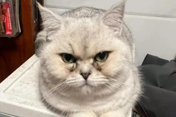 猫咪为什么有泪痕，可能是猫粮含盐量过多等因素所致