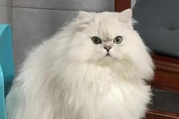 猫咪为什么有泪痕，可能是猫粮含盐量过多等因素所致