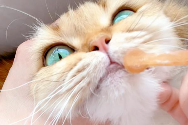 猫咪为什么有泪痕，可能是猫粮含盐量过多等因素所致