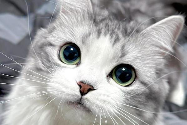 猫咪为什么有泪痕，可能是猫粮含盐量过多等因素所致