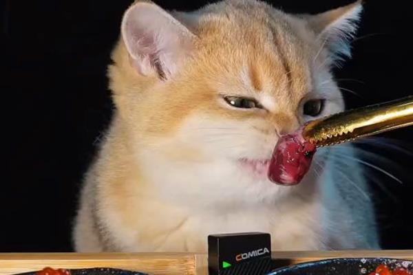 猫咪为什么有泪痕，可能是猫粮含盐量过多等因素所致