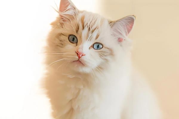 猫咪为什么有泪痕，可能是猫粮含盐量过多等因素所致