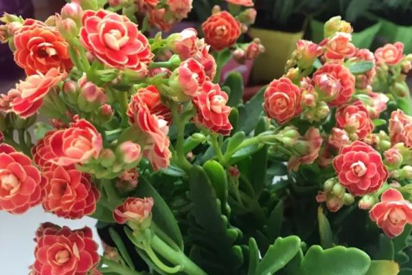 怎么让长寿花叶子碧绿，浇水时要确保浇足浇透