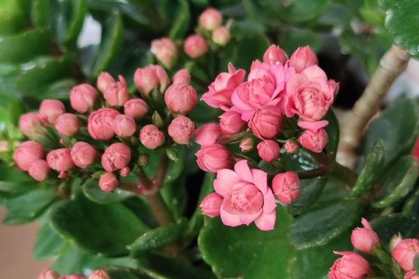 怎么让长寿花叶子碧绿，浇水时要确保浇足浇透