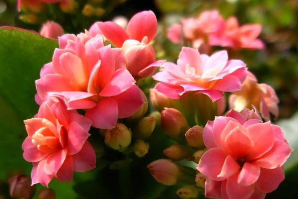 怎么让长寿花叶子碧绿，浇水时要确保浇足浇透