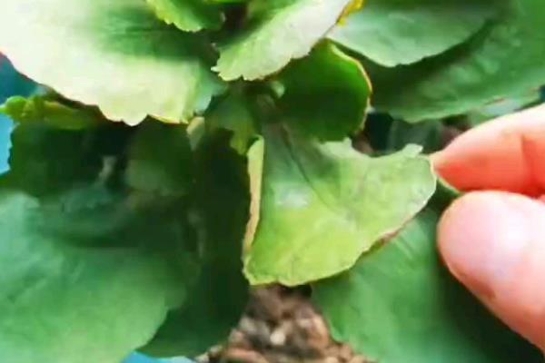 怎么让长寿花叶子碧绿，浇水时要确保浇足浇透