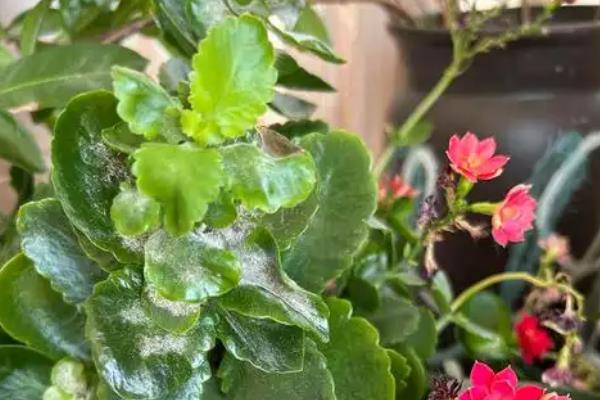 怎么让长寿花叶子碧绿，浇水时要确保浇足浇透