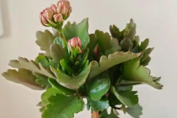 怎么让长寿花叶子碧绿，浇水时要确保浇足浇透