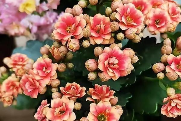 怎么让长寿花叶子碧绿，浇水时要确保浇足浇透