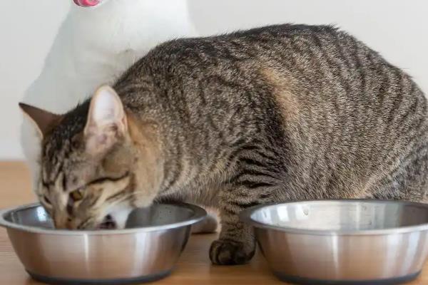 猫咪为什么有泪痕，可能是猫粮含盐量过多等因素所致