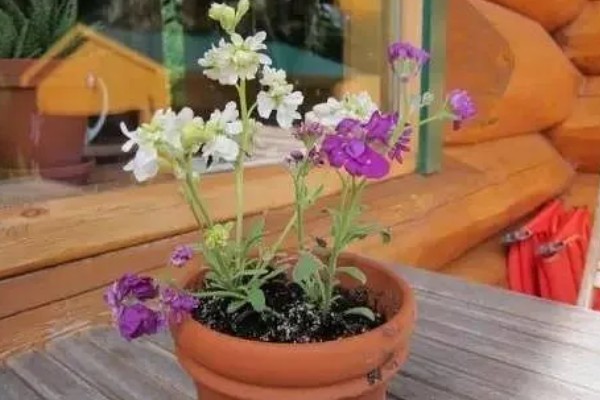 让紫罗兰往上长的方法，植株生长旺盛时要打顶摘心