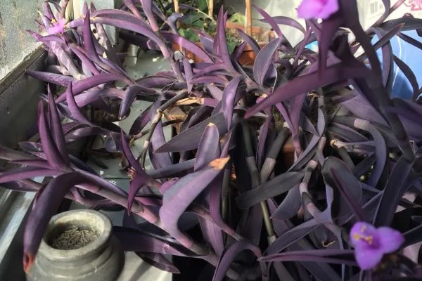 让紫罗兰往上长的方法，植株生长旺盛时要打顶摘心