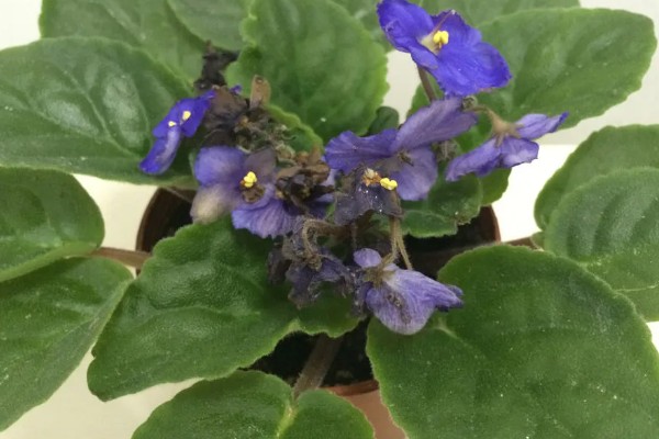 让紫罗兰往上长的方法，植株生长旺盛时要打顶摘心