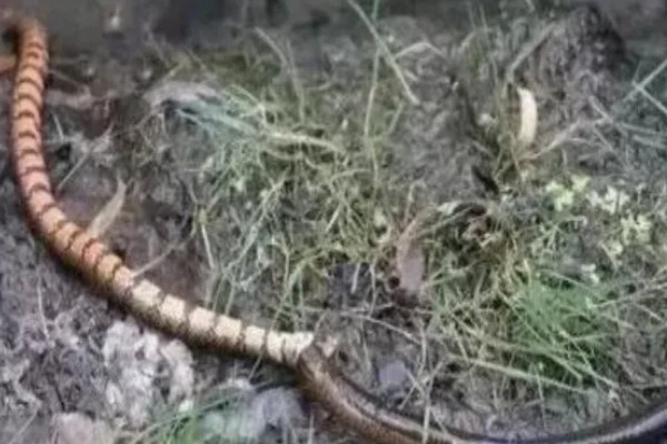 蛇怕黄鳝的原因,黄鳝其实是蛇的食物