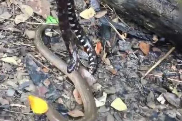 蛇怕黄鳝的原因,黄鳝其实是蛇的食物