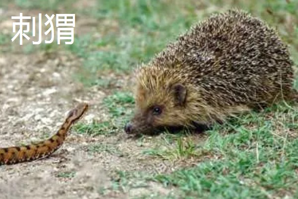 蛇怕黄鳝的原因,黄鳝其实是蛇的食物