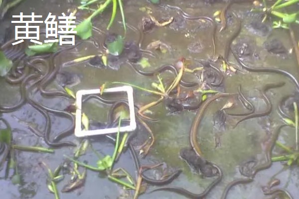 蛇怕黄鳝的原因,黄鳝其实是蛇的食物