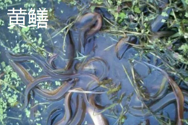 蛇怕黄鳝的原因,黄鳝其实是蛇的食物