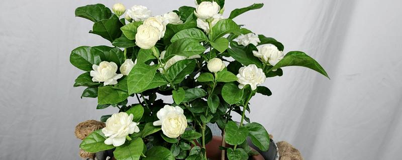 茉莉花怎么养殖，每年清明前后要重剪