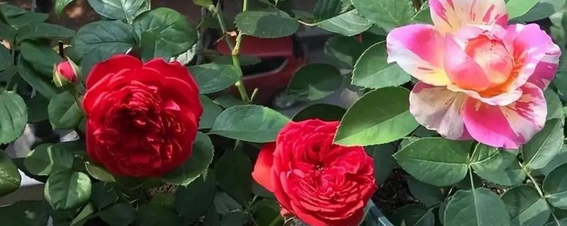哪些绿色植物会开花，常见月季花、绣球花等品种