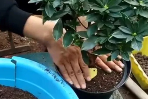 瑞香的养殖方法,喜欢生长在半阴半阳的环境下