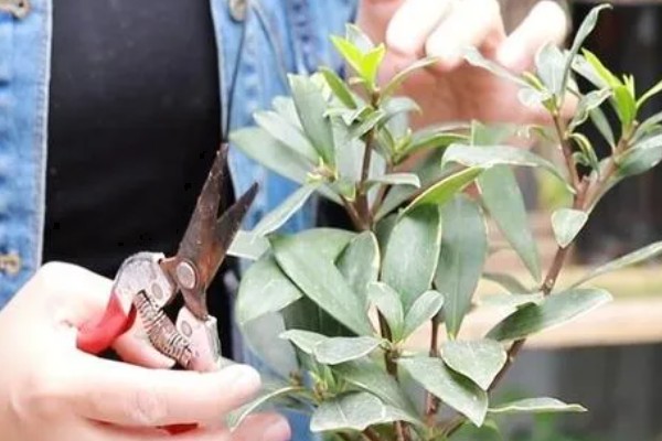 瑞香的养殖方法,喜欢生长在半阴半阳的环境下