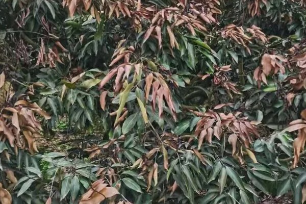 种植荔枝王如何防治病虫害,不同病害的防治方法不同