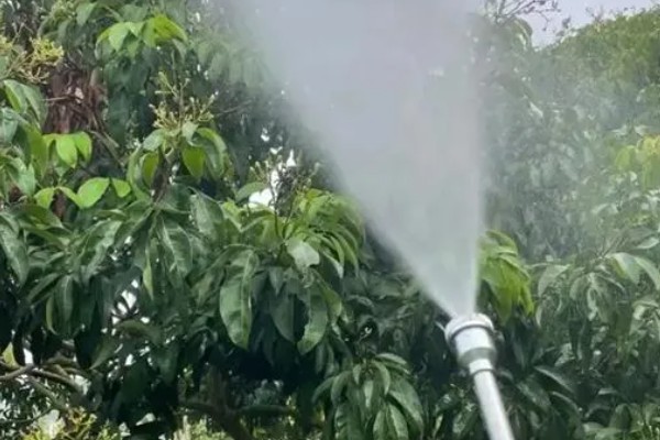 种植荔枝王如何防治病虫害,不同病害的防治方法不同