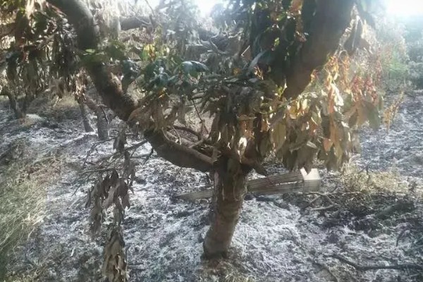 种植荔枝王如何防治病虫害,不同病害的防治方法不同