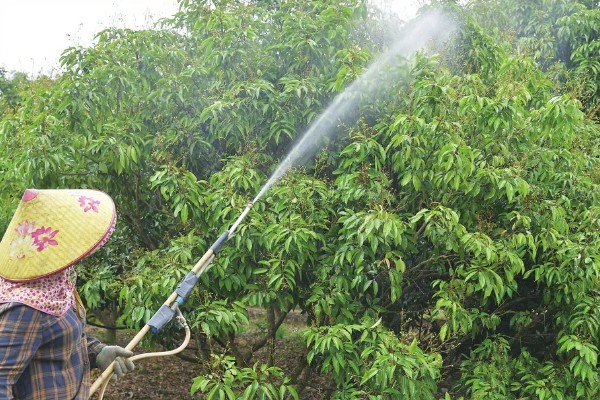 种植荔枝王如何防治病虫害,不同病害的防治方法不同
