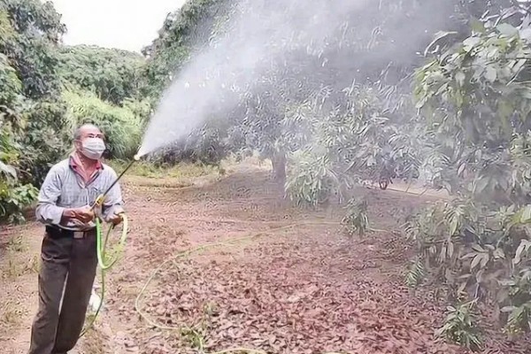 种植荔枝王如何防治病虫害,不同病害的防治方法不同