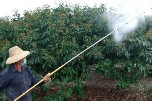 种植荔枝王如何防治病虫害,不同病害的防治方法不同